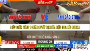 Trận 29 Bồ Gà Tonhon 27/9/2025