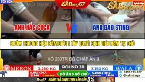 Trận 38 Bồ Gà Tonhon 27/9/2025