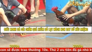 Trận 4 Bồ Gà C5 Ngày 2/9/2025