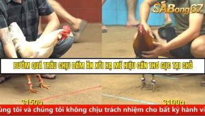 Trận 5 Bồ Gà C4 Ngày 9/9/2025