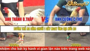 Trận 9 Bồ Gà C5 2/9/2025