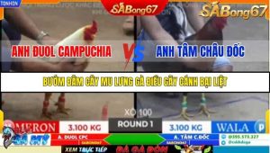 Trận 1 Bồ Gà Tonhon 18/10/2025