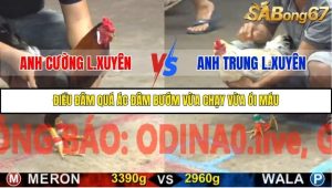 Trận 12 Bồ Gà C5 17/10/2025