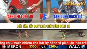 Trận 18 Bồ Gà C5 12/10/2025