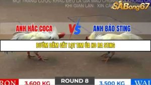 Trận 8 Bồ Gà Tonhon 18/10/2025