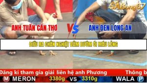 Trận 9 Bồ Gà C5 12/10/2025
