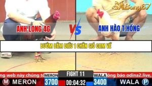 Trận 11 Bồ Gà C6 31/10/2025