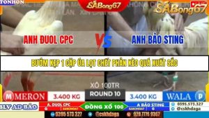 Trận 10 Bồ Gà Tonhon 10/10/2025