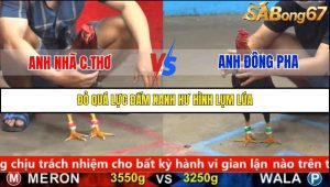 Trận 13 Bồ Gà C5 14/10/2025