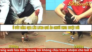 Trận 2 Bồ Gà C4 15/10/2025