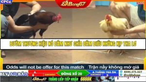 Trận 23 Bồ Gà C4 16/10/2025