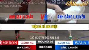 Trận 26 Bồ Gà Tonhon 10/10/2025