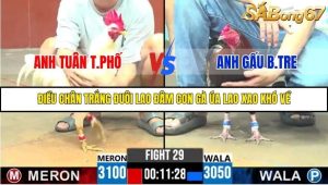 Trận 29 Bồ Gà C6 10/10/2025