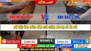 Trận 3 Bồ Gà Tonhon 10/10/2025