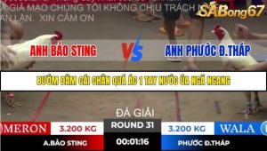 Trận 31 Bồ Gà Tonhon 10/10/2025