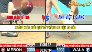 Trận 32 Bồ Gà C6 29/10/2025