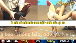 Trận 4 Bồ Gà C4 16/10/2025