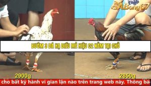 Trận 6 Bồ Gà C4 14/10/2025