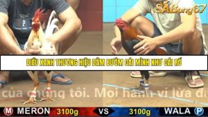 Trận 6 Bồ Gà C4 16/10/2025