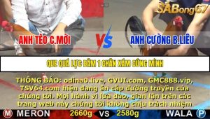 Trận 7 Bồ Gà C5 15/10/2025
