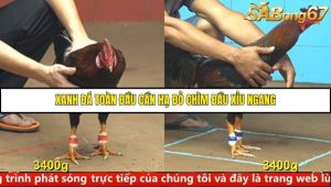 Trận 9 Bồ Gà C4 14/10/2025