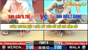 Trận 9 Bồ Gà C6 31/10/2025