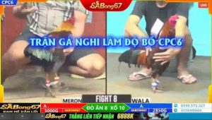 Trận gà nghi ngờ bị làm độ tại bồ gà CPC6