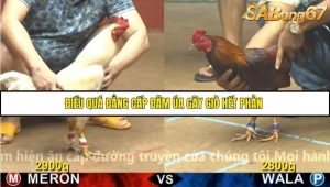 Trận 10 Bồ Gà CPC4 23/11/2025