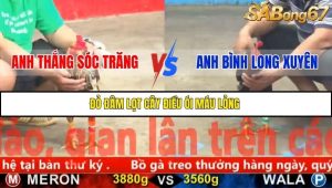 Trận 11 Bồ Gà CPC5 23/11/2025