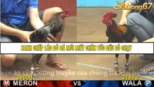 Trận 14 Bồ Gà CPC4 23/11/2025