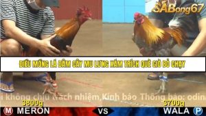 Trận 15 Bồ Gà CPC4 23/11/2025