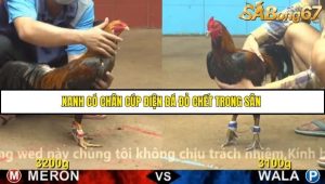 Trận 17 Bồ Gà CPC4 22/11/2025