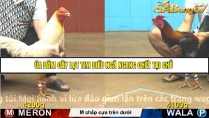 Trận 17 Bồ Gà CPC4 23/11/2025