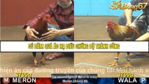 Trận 19 Bồ Gà CPC4 23/11/2025