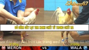 Trận 20 Bồ Gà CPC4 23/11/2025