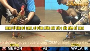 Trận 24 Bồ Gà CPC4 22/11/2025