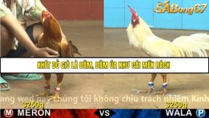 Trận 24 Bồ Gà CPC4 23/11/2025