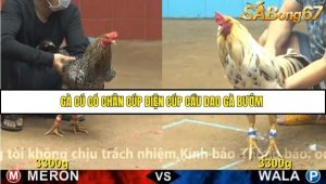 Trận 27 Bồ Gà CPC4 23/11/2025