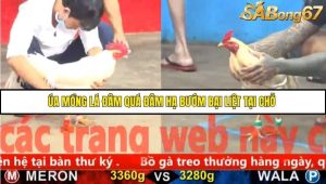 Trận 3 Bồ Gà CPC5 23/11/2025