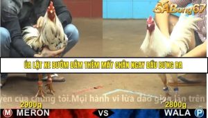 Trận 34 Bồ Gà CPC4 22/11/2025