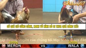 Trận 36 Bồ Gà CPC4 22/11/2025
