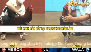 Trận 6 Bồ Gà CPC4 23/11/2025