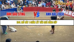 Trận 1 Bồ Gà Tonhon Ngày 14/11/2025