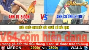 Trận 11 Bồ Gà C4 Ngày 21/11/2025