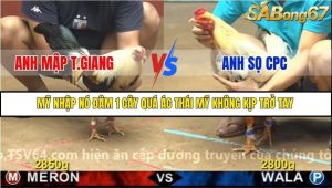 Trận 11 Bồ Gà C4 Ngày 25/11/2025