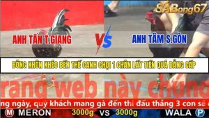 Trận 11 Bồ Gà C5 Ngày 26/11/2025