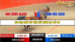 Trận 11 Bồ Gà Tonhon 14/11/2025