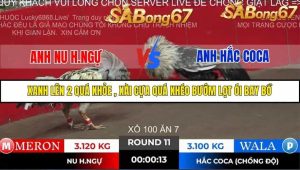 Trận 11 Bồ Gà Tonhon ngày 2/11/2025