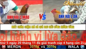 Trận 12 Bồ Gà C5 Ngày 16/11/2025