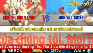 Trận 12 Bồ Gà C5 Ngày 17/11/2025